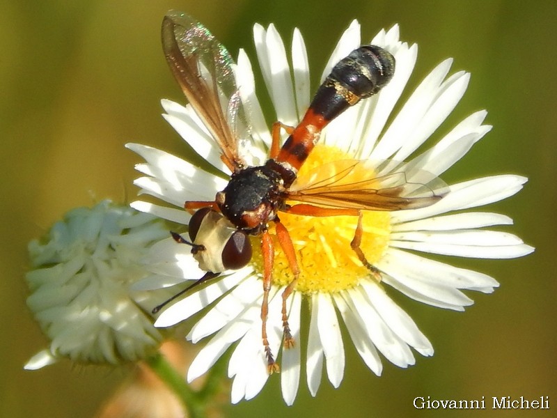 Physocephala vittata,  maschio (Conopidae)